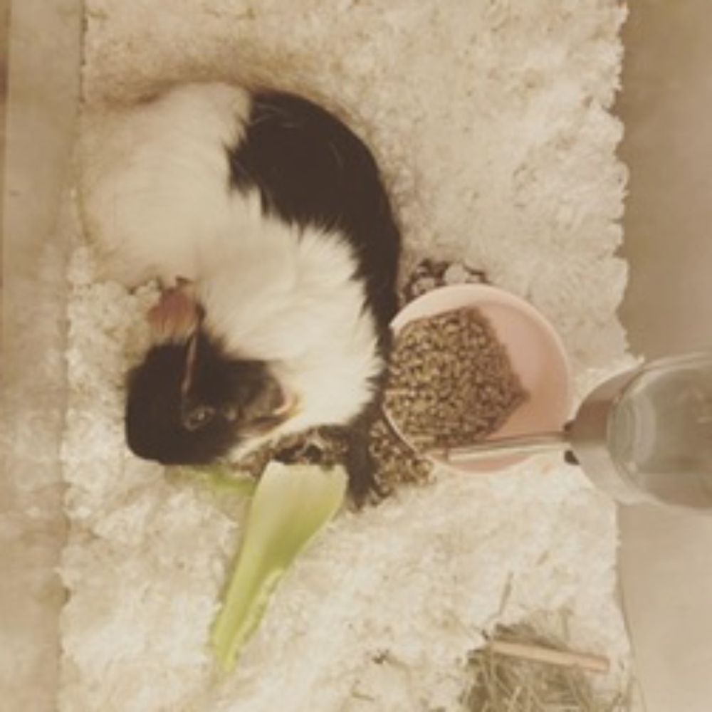 Meet your Posher, Brooklyn